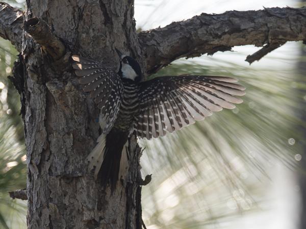 <h3><a href="/trips/orlando/biota/animalia/chordata/aves/039 piciformes/009 picidae/picoides borealis/picoides borealis-nl.html">Picoides&nbsp;borealis</a> / Red‑cockaded&nbsp;woodpecker / Kokardespecht</h3>OM-1 Mark II met M.300mm F4.0 + MC-14, 1/2000 sec  bij F5.6, ISO 1000, afstand 18.3&nbsp;m